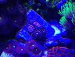 ImageUploadedByReefs1366034635.889666.jpg