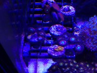 ImageUploadedByReefs1366034645.606502.jpg