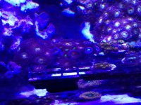 ImageUploadedByReefs1366034652.591840.jpg