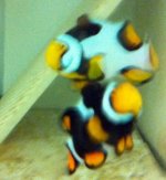 Onyx and Picasso Spawning Pair IMG_3188.jpg