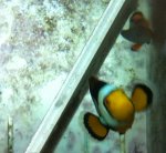 Picasso and Platinum Spawning Pair A IMG_3179.jpg