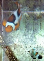 Picasso Platinum Spawning Pair B IMG_3177.jpg