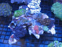 piece of the reef2.jpg