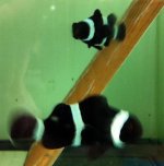 Black and White Spawning Pair B IMG_3190.jpg