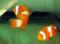 Tangerine Spawning Pair IMG_3189.jpg