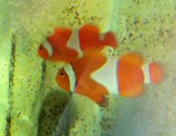 Tangerine Spawning Pair B IMG_3185.jpg