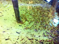 The Tank Bred Babies IMG_3171.jpg