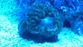 blue light blasto.jpg