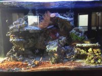 ImageUploadedByReefs1359832850.871937.jpg