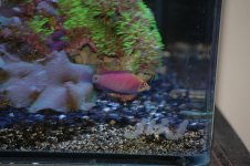 fish.JPG
