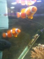 ImageUploadedByReefs1351474001.208067.jpg