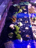 ImageUploadedByReefs1363949916.938098.jpg