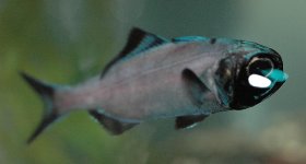 Flashlight-Fish-1000.jpg