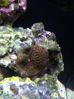 ImageUploadedByReefs1369316584.818580.jpg