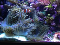 ImageUploadedByReefs1366063860.403250.jpg