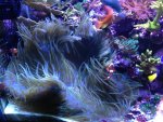 ImageUploadedByReefs1366063873.185926.jpg