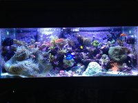 ImageUploadedByReefs1366063887.733356.jpg