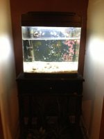 ImageUploadedByReefs1363966060.827353.jpg