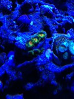 ImageUploadedByReefs1366073302.335883.jpg