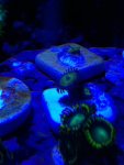 ImageUploadedByReefs1366073316.766979.jpg