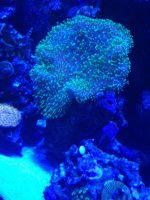 ImageUploadedByReefs1366073340.785984.jpg
