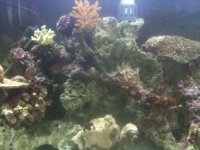 ImageUploadedByReefs1351488983.365209.jpg
