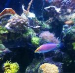 ImageUploadedByReefs1369342295.230274.jpg