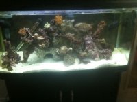 ImageUploadedByReefs1351489060.396459.jpg
