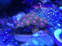 ImageUploadedByReefs1359933023.320051.jpg