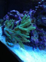ImageUploadedByReefs1369354341.689762.jpg