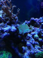 ImageUploadedByReefs1369354437.184400.jpg