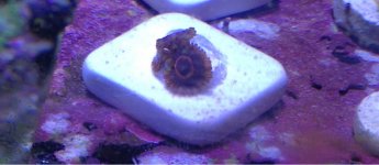 ImageUploadedByReefs1363994800.317459.jpg