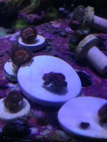 ImageUploadedByReefs1363994827.534123.jpg