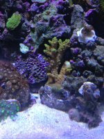 ImageUploadedByReefs1363994837.319814.jpg