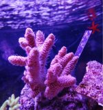 ImageUploadedByReefs1369365016.599159.jpg