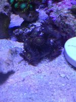 ImageUploadedByReefs1363995002.336604.jpg