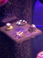 ImageUploadedByReefs1363996287.555121.jpg