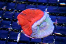 siamese scoly.jpg