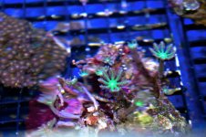 neon green cloves.jpg