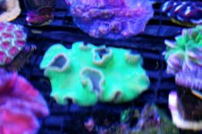 Green Cabbage Leather.jpg