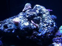 ImageUploadedByReefs1351535245.304005.jpg