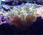 ImageUploadedByReefs1369413857.729471.jpg