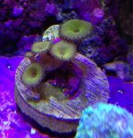 ImageUploadedByReefs1369415679.800259.jpg