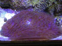 ImageUploadedByReefs1369415704.050196.jpg