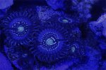 Blue galaxy zoa.jpg