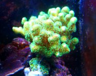 green-stylophora.jpg