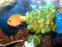 green-stylo-w-sunburst.jpg