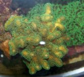 green-top.jpg
