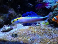 ImageUploadedByReefs1369438850.885011.jpg
