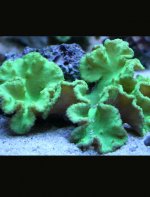 greencabbage_ps.jpg
